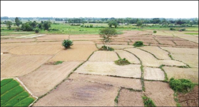 A view of paddy fields that were affected by deficient rains in Medziphema subdivision under Dimapur district. (Photo Courtesy: Department of Agriculture)